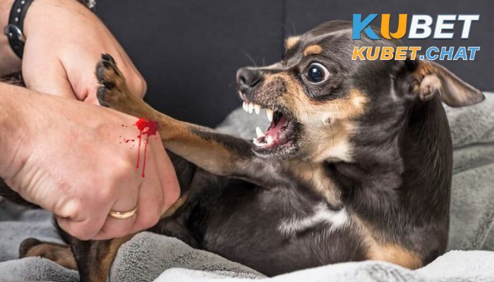 Mơ bị chó cắn là điềm báo gì? 6 cặp số phải đánh khi gặp giấc mơ này 2 Mơ bị chó cắn chảy máu