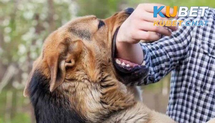 Mơ bị chó cắn là điềm báo gì? 6 cặp số phải đánh khi gặp giấc mơ này 1 Mơ bị chó cắn là điềm xấu hay tốt?