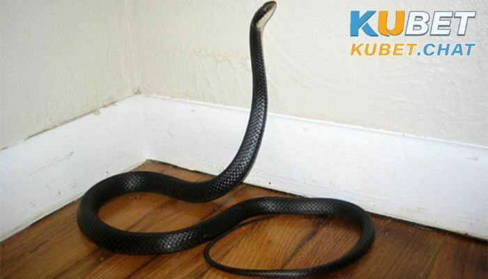 Mơ thấy rắn là điềm báo gì - Đánh số mấy mang tài lộc về? 2 Mơ thấy rắn bò vào nhà