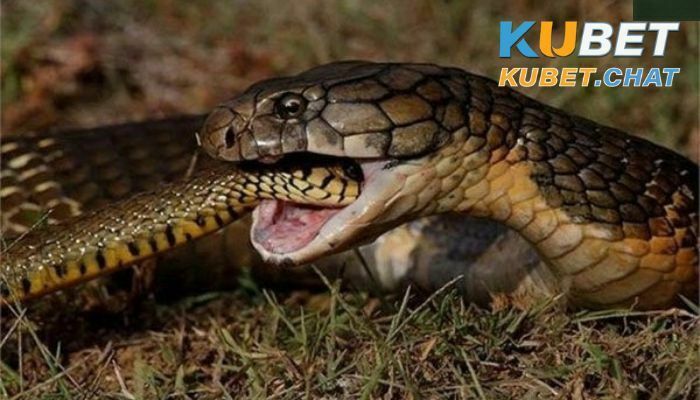 Mơ thấy rắn là điềm báo gì - Đánh số mấy mang tài lộc về? 4 Mơ thấy hai con rắn cắn nhau