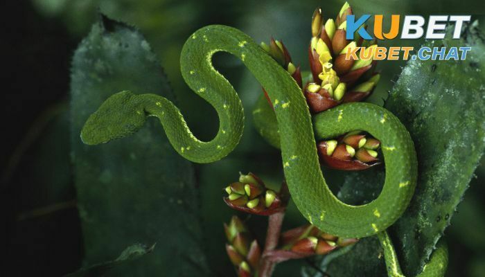 Mơ thấy rắn là điềm báo gì - Đánh số mấy mang tài lộc về? 1 Mơ thấy rắn có phải điềm báo tốt?