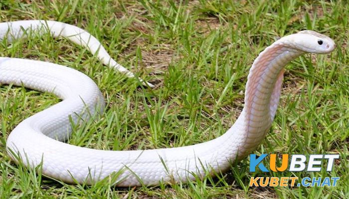 Mơ thấy rắn là điềm báo gì - Đánh số mấy mang tài lộc về? 3 Mơ thấy rắn màu trắng là may mắn
