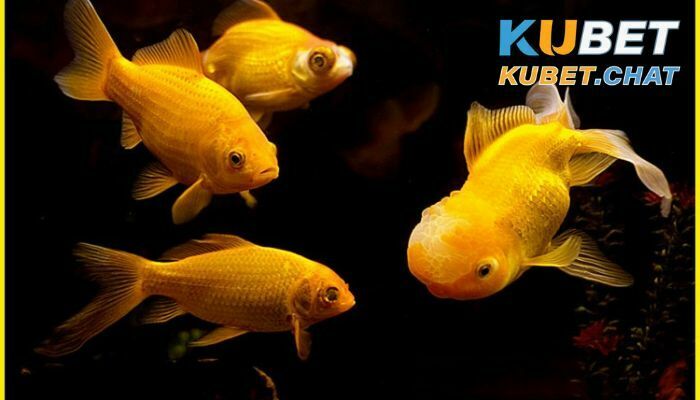 Nằm mơ thấy cá và 6 thông điệp cực kỳ quan trọng bạn nên biết 1 Nằm mơ thấy cá là điềm báo gì?