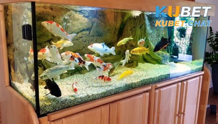 Nằm mơ thấy cá và 6 thông điệp cực kỳ quan trọng bạn nên biết 3 Nằm mơ thấy cá bơi vào nhà