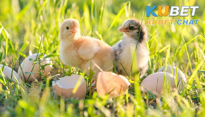 Nằm mơ thấy con gà điểm báo gì? Nên đánh con số nào? 3 Nằm mơ thấy con gà con