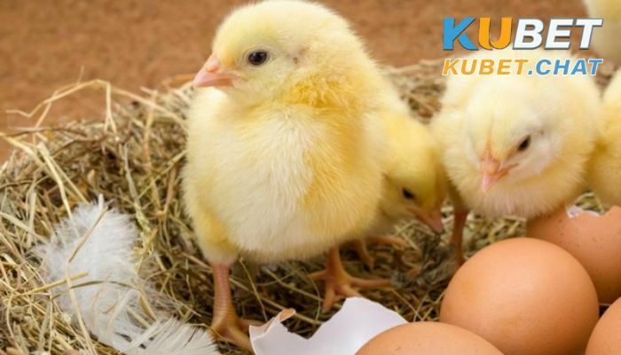 Nằm mơ thấy con gà điểm báo gì? Nên đánh con số nào? 2 Nằm mơ thấy con gà mới nở