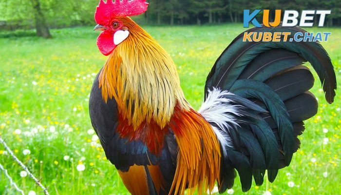 Nằm mơ thấy con gà điểm báo gì? Nên đánh con số nào? 1 Nằm mơ thấy con gà có ý nghĩa gì, nên đánh số nào?