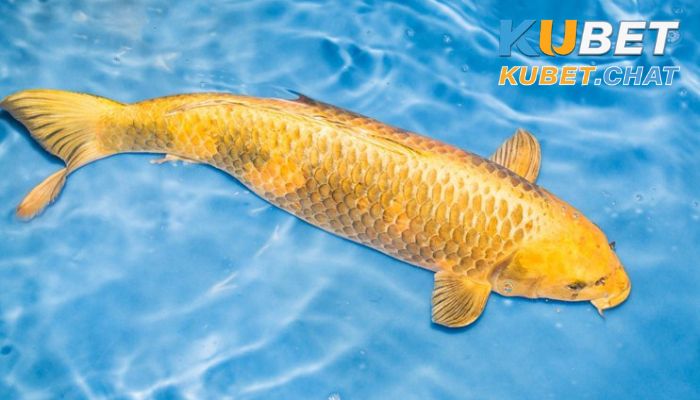 Mơ thấy cá chép điềm báo gì? Đánh con số nào chắc thắng 1 Giải mã những giấc mơ thấy cá chép thường gặp