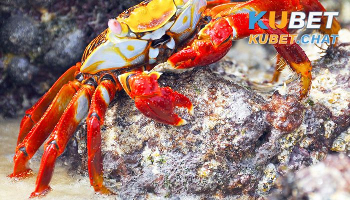 Mơ thấy con cua may hay rủi? Con số may mắn dành cho bạn 1 Giải mã giấc mơ thấy con cua