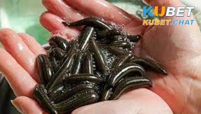 Nằm mơ thấy đỉa là gì? Lí giải 99 con số đẹp về giấc mơ thấy đỉa 1 Giải mã nằm mơ thấy đỉa