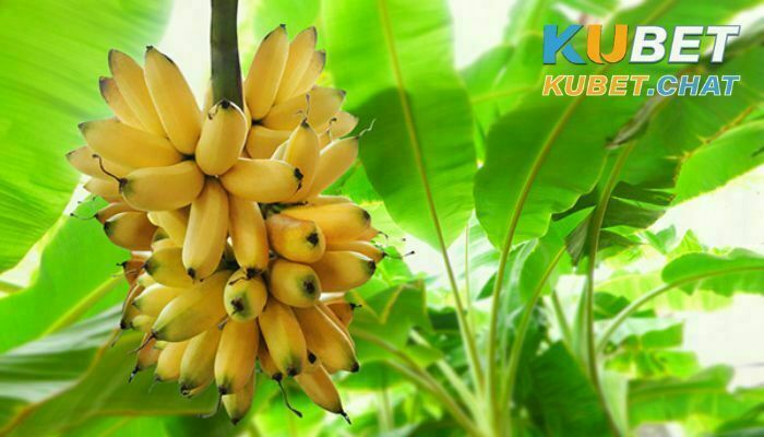 Giải mã giấc mơ thấy chuối chín- Bật mí 99+ con số may mắn 3 Nằm mơ thấy chuối chín vàng rượm