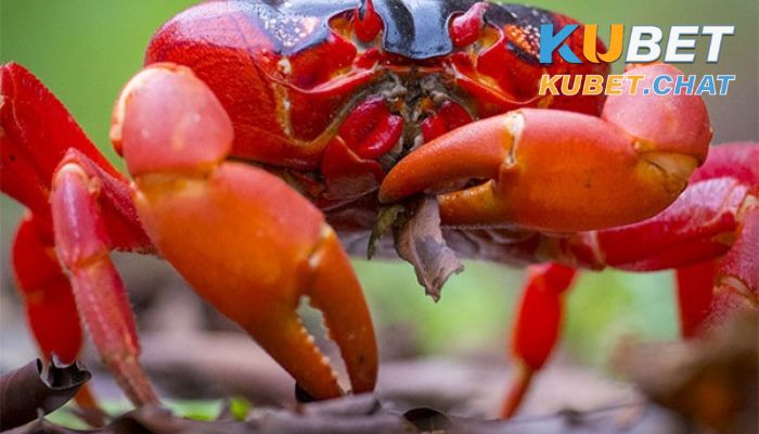 Mơ thấy con cua may hay rủi? Con số may mắn dành cho bạn 4 Mơ thấy con cua lớn