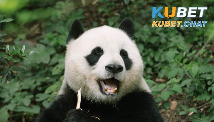 Mơ thấy gấu đánh con gì? Giải mã 99+ điềm báo khi mơ thấy gấu 2 Mơ thấy gấu đánh con gì khi nó là gấu trúc