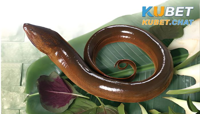 Ngủ mơ thấy lươn đánh con gì? Top 10+ số may mắn nên đánh 3 Ngủ mơ thấy lươn đánh con gì khi nó đang bò
