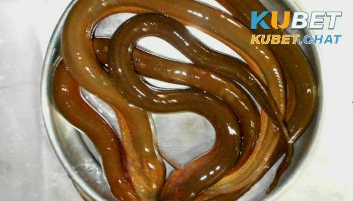 Ngủ mơ thấy lươn đánh con gì? Top 10+ số may mắn nên đánh 1 Ngủ mơ thấy lươn đánh con gì?