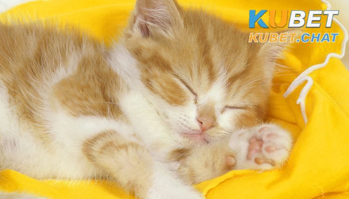 Mơ thấy mèo là điềm lành hay điềm dữ? Nên đánh con gì? 2 Mơ thấy mèo con màu vàng
