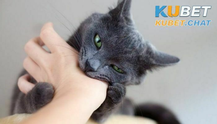 Top 10 điều bí ẩn khi bạn mơ thấy mèo đen - Nên đánh con dễ trúng? 2 Mơ thấy mèo đen cào bạn