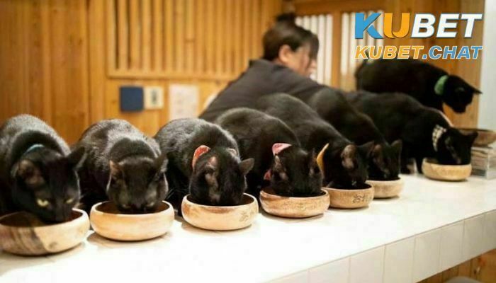 Top 10 điều bí ẩn khi bạn mơ thấy mèo đen - Nên đánh con dễ trúng? 3 Mơ thấy mèo đen đang được cho ăn