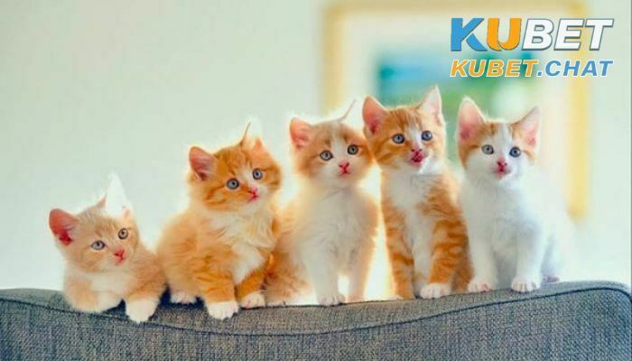 Mơ thấy mèo là điềm lành hay điềm dữ? Nên đánh con gì? 3 Chiêm bao mơ thấy một bầy mèo con