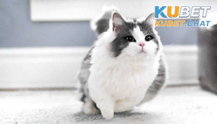 Mơ thấy mèo là điềm lành hay điềm dữ? Nên đánh con gì? 1 Ý nghĩa phong thủy của việc mơ thấy mèo