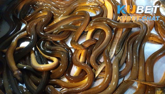 Ngủ mơ thấy lươn đánh con gì? Top 10+ số may mắn nên đánh 2 Ngủ mơ thấy lươn đánh con gì khi nó có rất nhiều