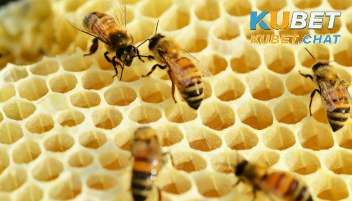 Mơ thấy tổ ong mang điềm gì? 99+ số may mắn đánh ăn chắc 2 Mơ thấy tổ ong non