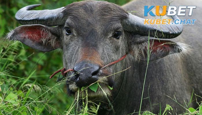 Mơ thấy trâu đánh con gì? Điềm báo gì qua giấc mơ này? 3 Ngủ mơ thấy trâu ăn cỏ trên đồng