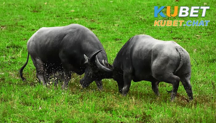 Mơ thấy trâu đánh con gì? Điềm báo gì qua giấc mơ này? 2 Mơ thấy trâu đánh con gì khi bị húc
