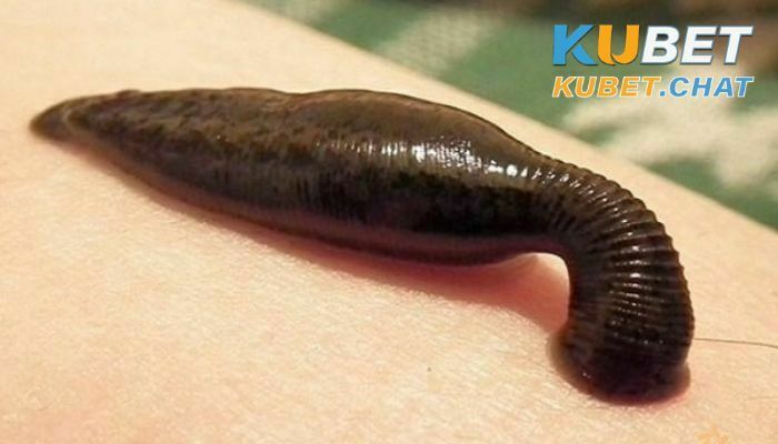 Nằm mơ thấy đỉa là gì? Lí giải 99 con số đẹp về giấc mơ thấy đỉa 2 Nằm mơ thấy đỉa màu đen