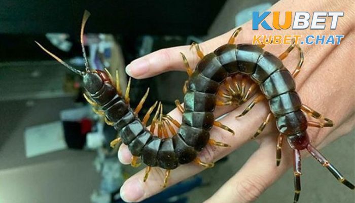 Nằm mơ thấy rết có tốt không? Nên đánh lô đề con số gì dễ trúng? 2 nằm mơ thấy rết bò lên chân