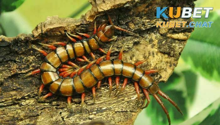Nằm mơ thấy rết có tốt không? Nên đánh lô đề con số gì dễ trúng? 4 Đánh số gì khi nằm mơ thấy rết?
