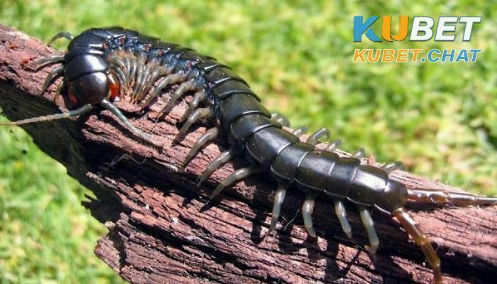 Nằm mơ thấy rết có tốt không? Nên đánh lô đề con số gì dễ trúng? 1 Bạn nằm mơ thấy rết có ý nghĩa gì?