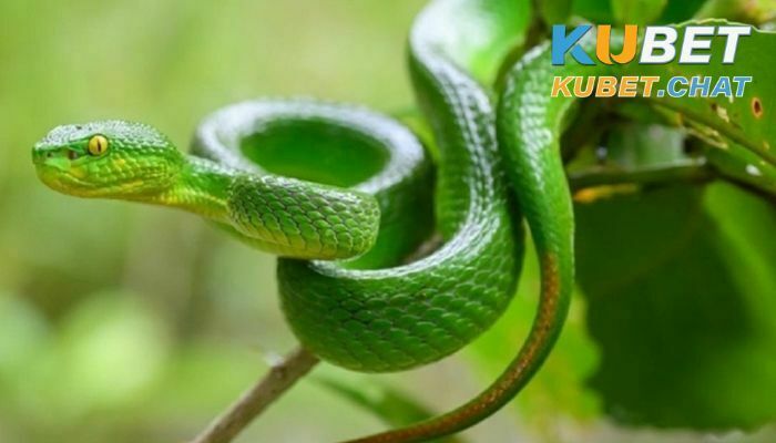 Nằm mơ thấy rắn xanh là điềm báo gì? 101+ số nên đánh 1 Ý nghĩa nằm mơ thấy rắn xanh