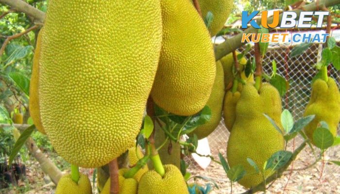 Mơ thấy quả mít - Ý nghĩa giấc mơ và con số cần đánh 4 Mơ thấy quả mít có con số may mắn là gì?