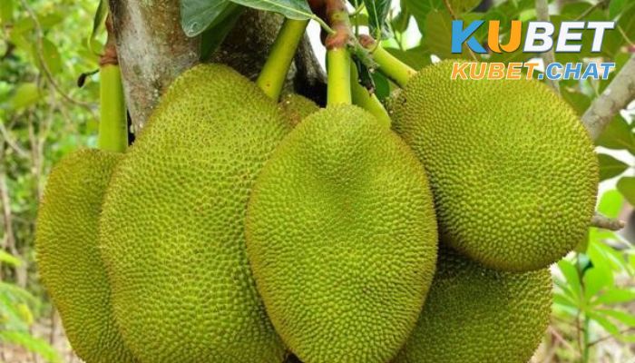 Mơ thấy quả mít - Ý nghĩa giấc mơ và con số cần đánh 3 Mơ thấy quả mít có nhiều gai nhọn