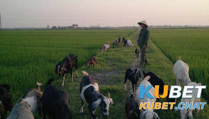 Mơ thấy dê báo hiệu điều gì tốt lành? 99+ con số đánh đề đẹp 2 Giải mã các giấc mơ thấy dê