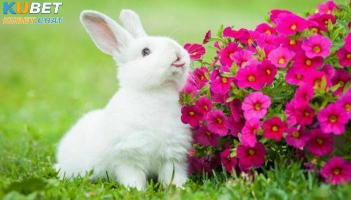 Mơ thấy thỏ có ý nghĩa gì và đánh số nào may mắn? 1 Loài thỏ trong cuộc sống và ý nghĩa tâm linh của chúng