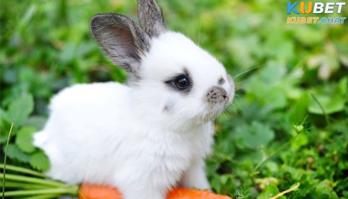 Mơ thấy thỏ có ý nghĩa gì và đánh số nào may mắn? 4 Nằm mơ thấy thỏ thì nên đánh con gì để vận may tìm đến bạn