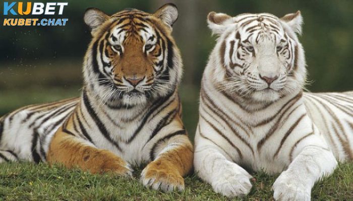 Mơ thấy cọp điềm báo điều gì và đánh số nào chuẩn? 1 Sơ lược tổng quan về loài cọp trong đời sống con người