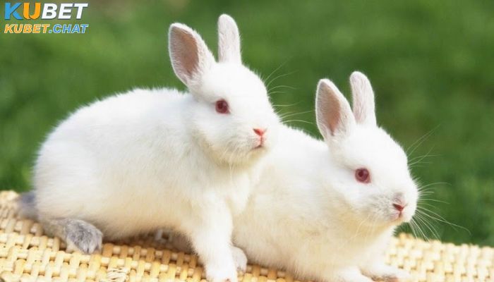 Mơ thấy thỏ có ý nghĩa gì và đánh số nào may mắn? 3 Trong mơ thấy thỏ trắng