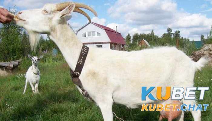 Mơ thấy dê báo hiệu điều gì tốt lành? 99+ con số đánh đề đẹp 3 Chiêm bao mơ thấy dê