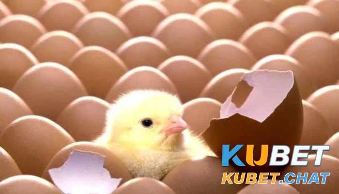 Mơ thấy gà con mới nở có phải điềm tốt - Đánh số gì? 2 Nằm mộng thấy gà con mới nở