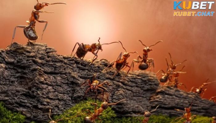 Mơ thấy kiến có phải điềm may, đánh số gì trúng đề? 2 Bạn mơ thấy kiến bò đầy trước cửa nhà bạn