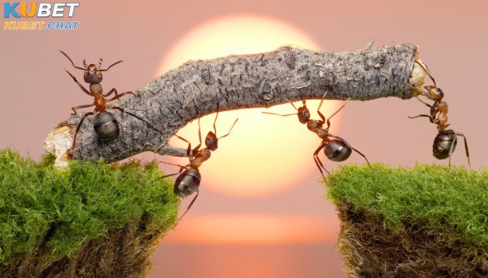 Mơ thấy kiến có phải điềm may, đánh số gì trúng đề? 3 Bạn mơ thấy kiến lửa cắn vào người mình