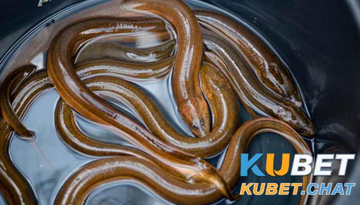 Mơ thấy lươn có phải điềm lành không và đánh số nào? 3 Mơ thấy lươn