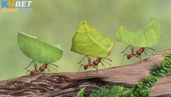 Mơ thấy kiến có phải điềm may, đánh số gì trúng đề? 4 Những con số may mắn xoay quanh giấc mơ thấy kiến