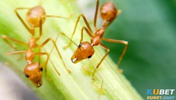 Mơ thấy kiến có phải điềm may, đánh số gì trúng đề? 1 Tổng quan về giấc mơ thấy kiến