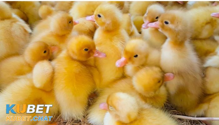 Mơ thấy vịt đánh con gì trúng? Lý giải chi tiết giấc mơ này 2 Mơ thấy vịt đánh con gì trúng lớn?