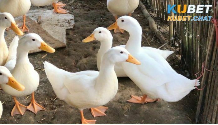 Mơ thấy vịt đánh con gì trúng? Lý giải chi tiết giấc mơ này 1 Ý nghĩa khi thấy vịt trong giấc mơ